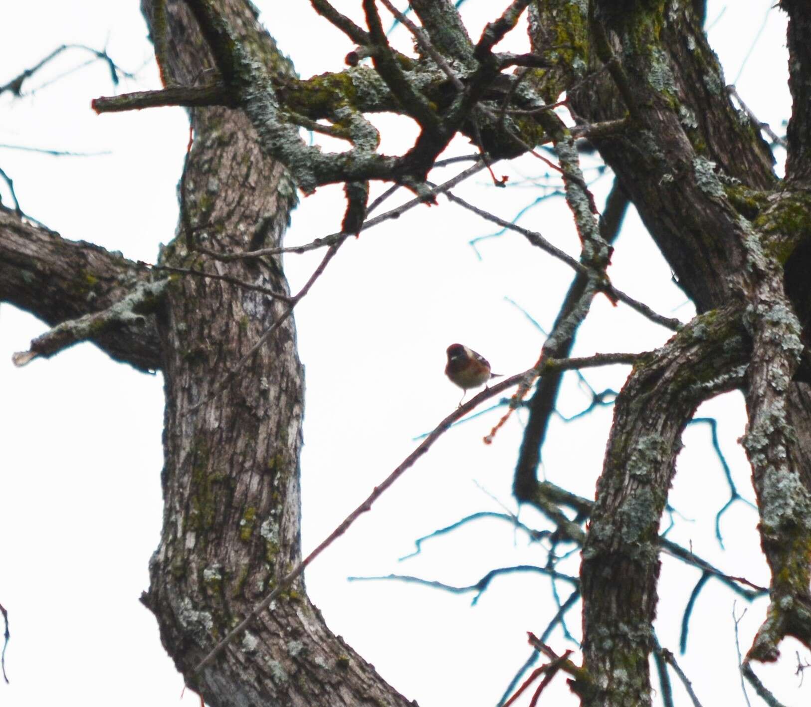 Image of Bay-breasted Warbler