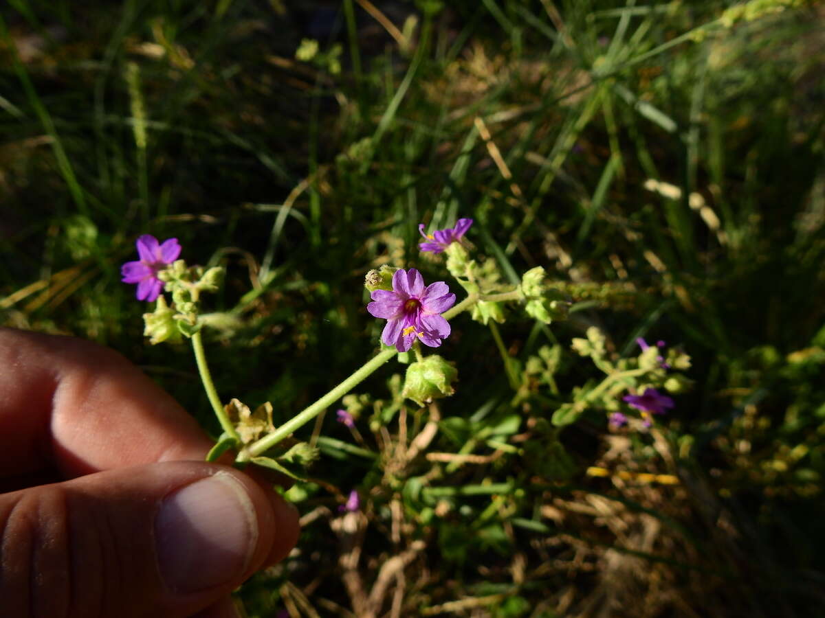 Image of Mirabilis ovata (Ruiz & Pav.) Meigen