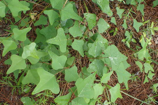 Слика од Erythrina herbacea L.