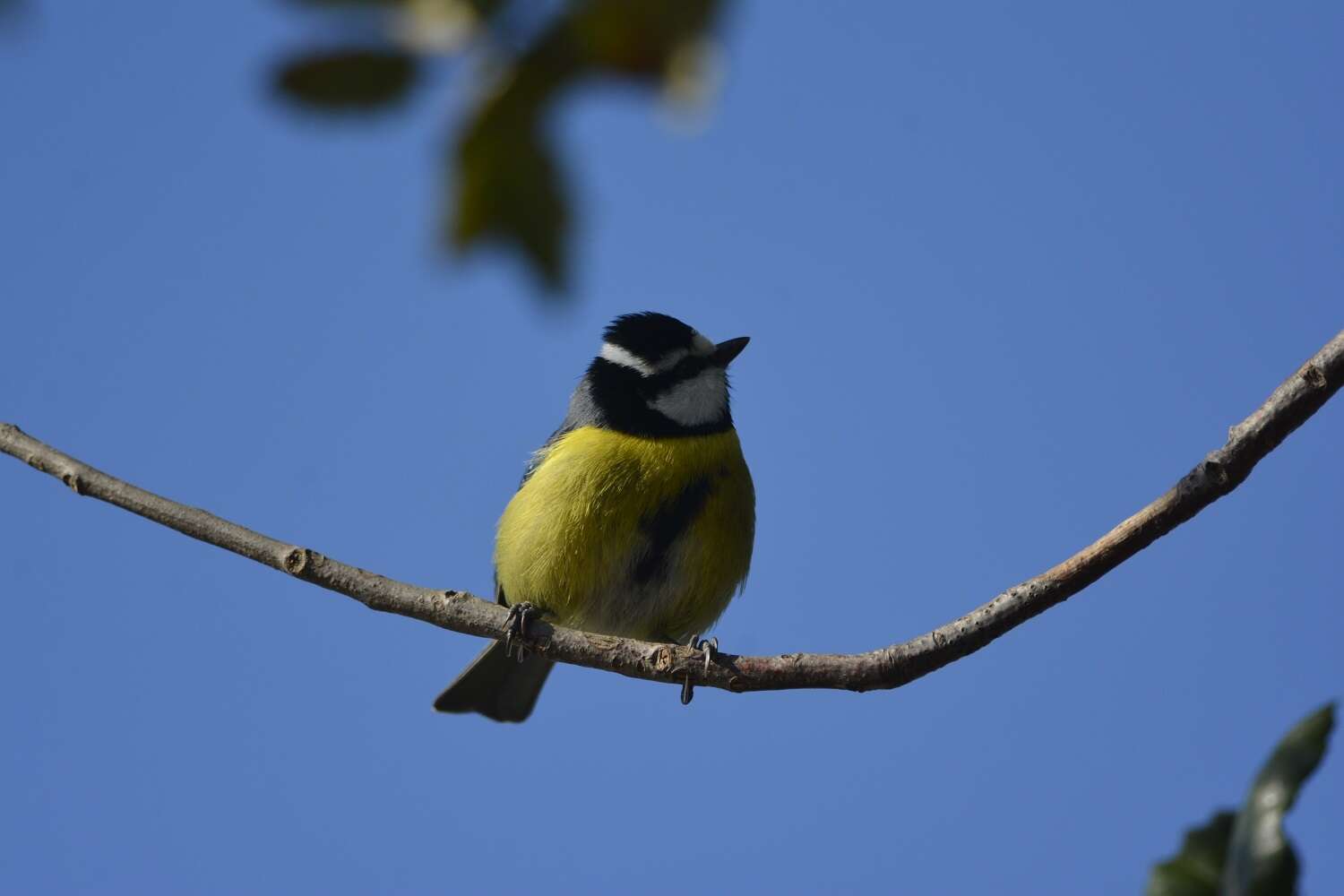 Image of Cyanistes teneriffae ultramarinus (Bonaparte 1841)