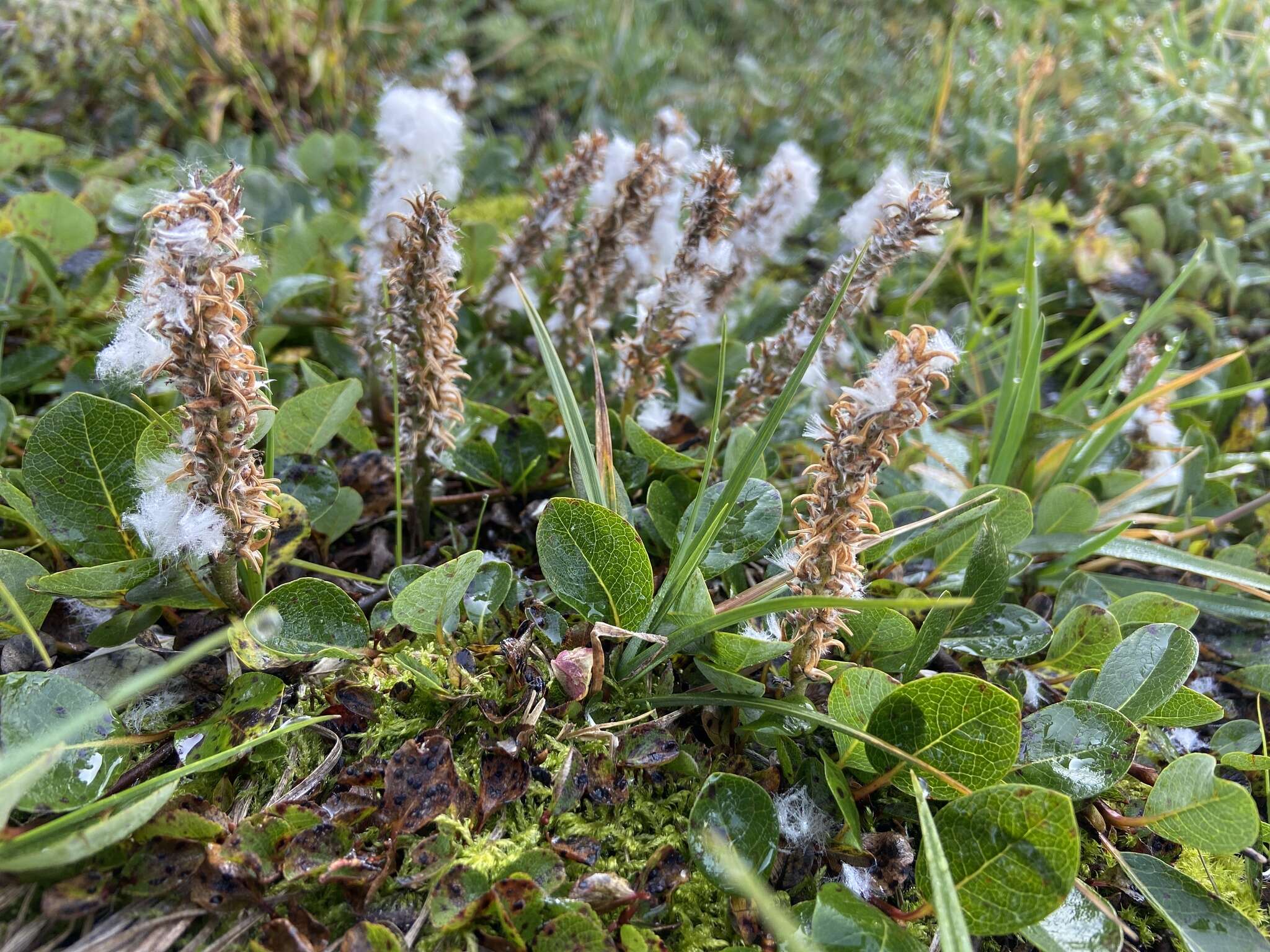 Salix arctophila Cockerell ex Heller的圖片