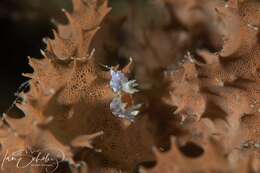 Image of Chromodoris alternata (Burn 1957)