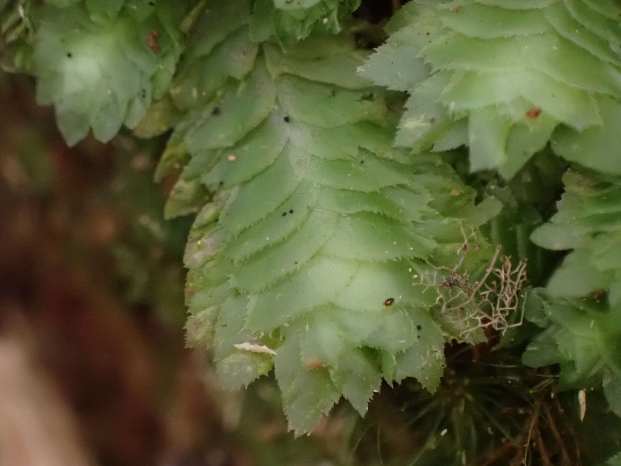 Image of Schistochila balfouriana (Hook. fil. & Taylor) Steph.