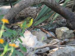 Geothlypis formosa (Wilson & A 1811) resmi