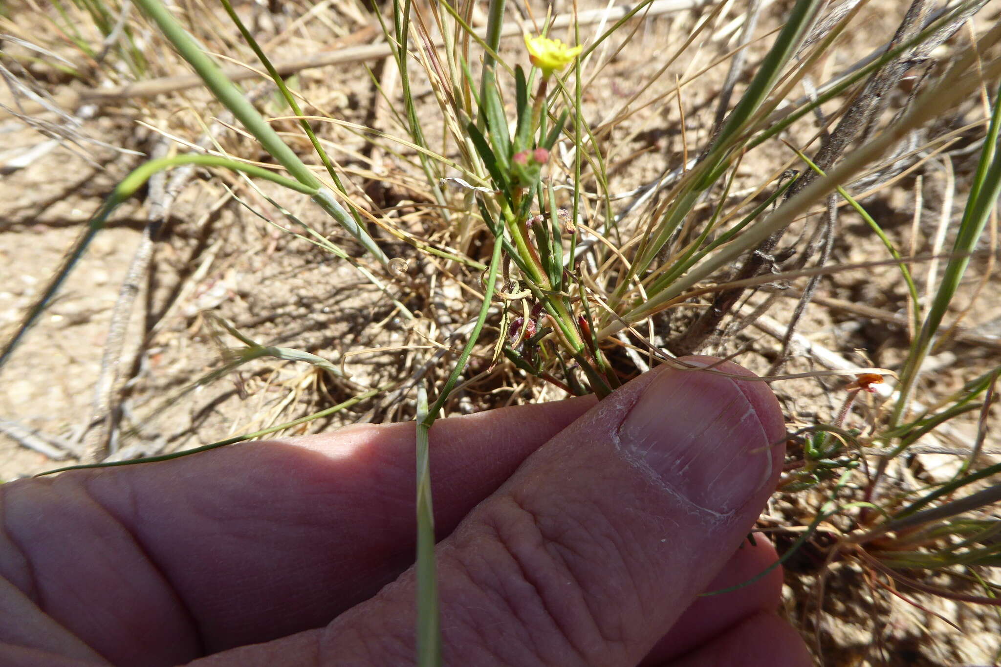 Image of sandysoil suncup