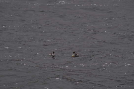 Image of Silvery Grebe