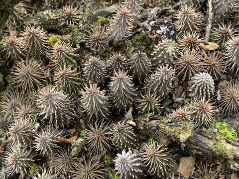 Image of Ceropegia pillansii Bruyns