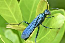 Image of Blue Mud Wasps