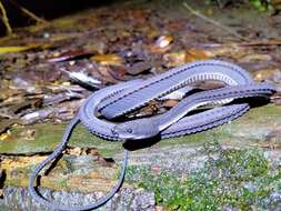 Image of Rough-backed Litter Snake