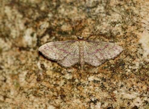 Image of Idaea rhodogrammaria Püngeler 1913