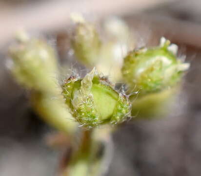 Plancia ëd Alyssum minutum Schlecht. ex DC.