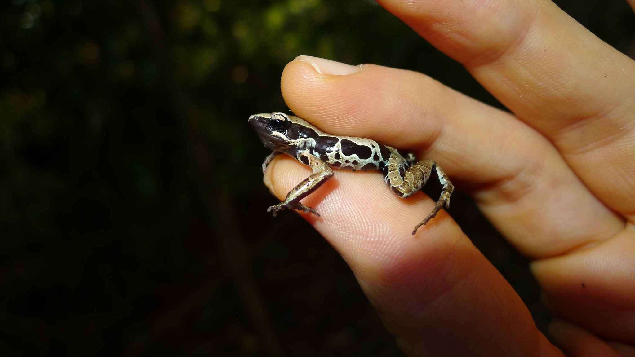 Image of Western long-fingered frog