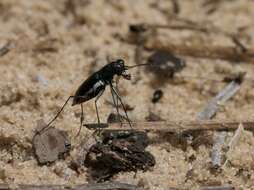 Image of Cicindela (Cicindelidia) abdominalis Fabricius 1801