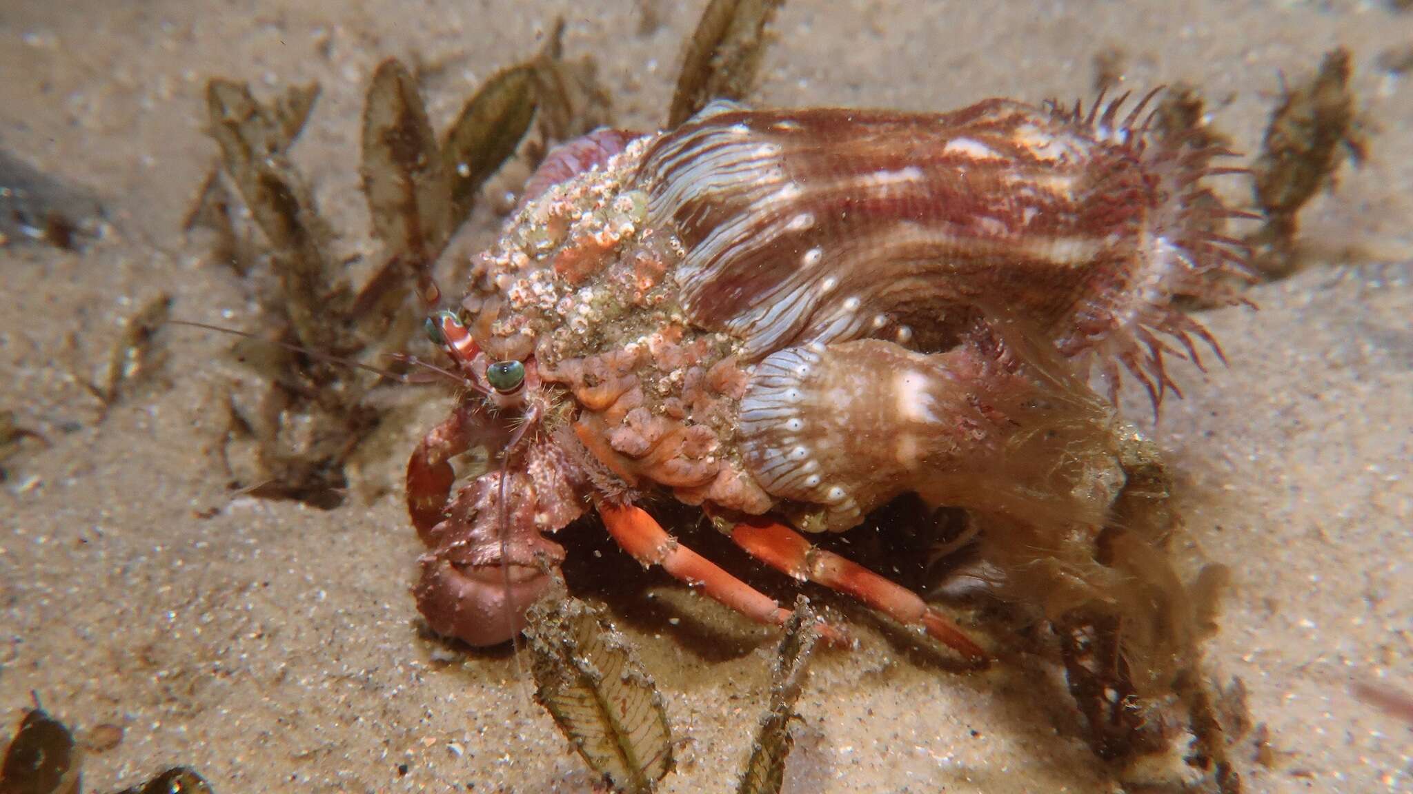 Image of Banded eyestalk hermit crab