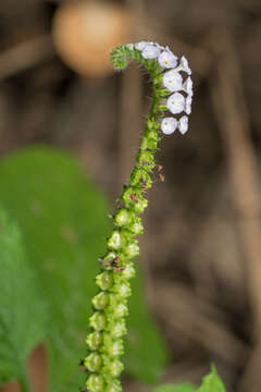 Image of Indian heliotrope