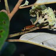 Image of Ellipsidion reticulatum Saussure 1864