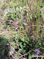 Image de Polygala sibirica L.