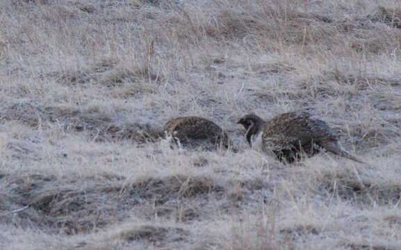 Image of Gunnison sage-grouse; greater sage-grouse