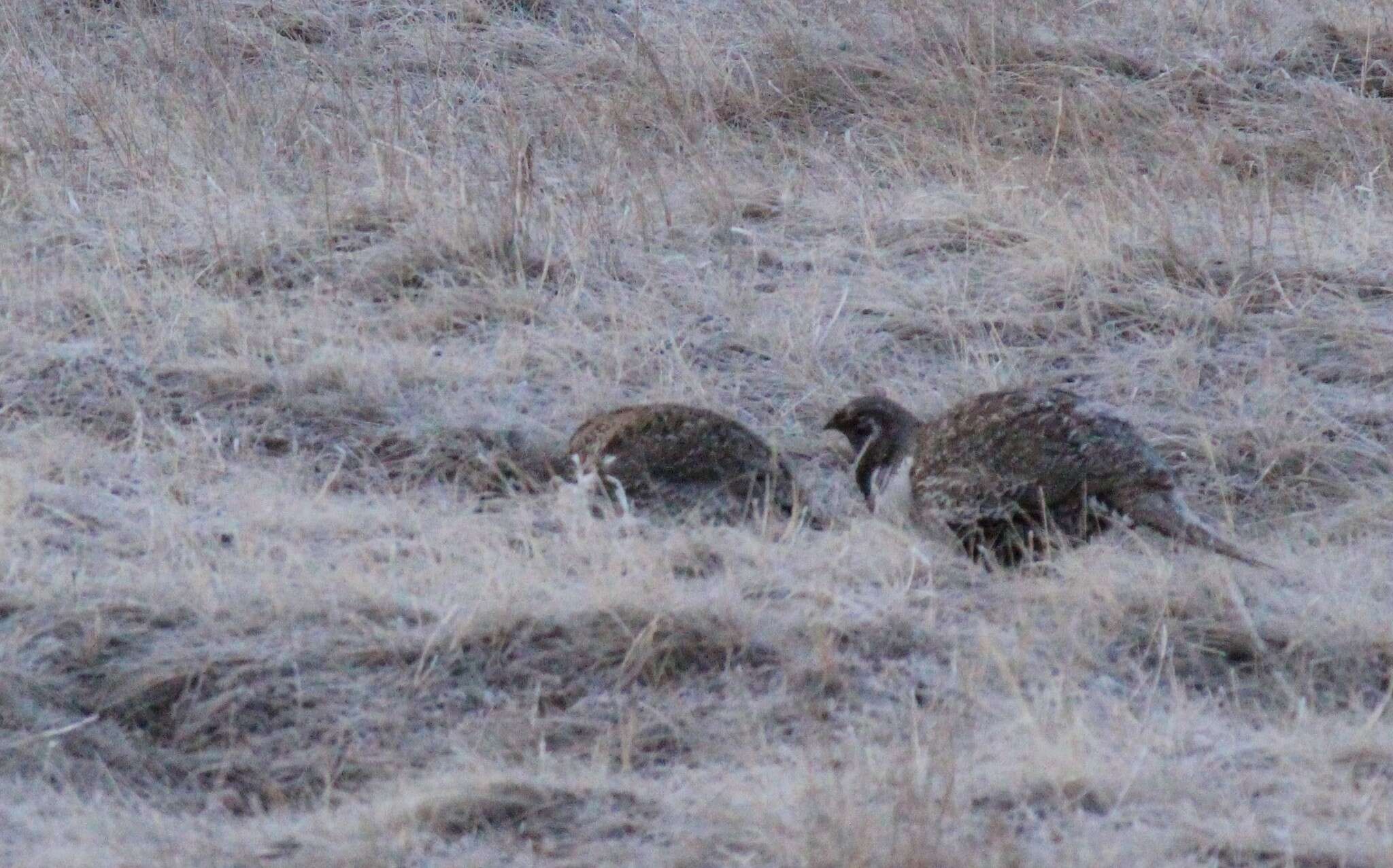 Image of Gunnison sage-grouse; greater sage-grouse