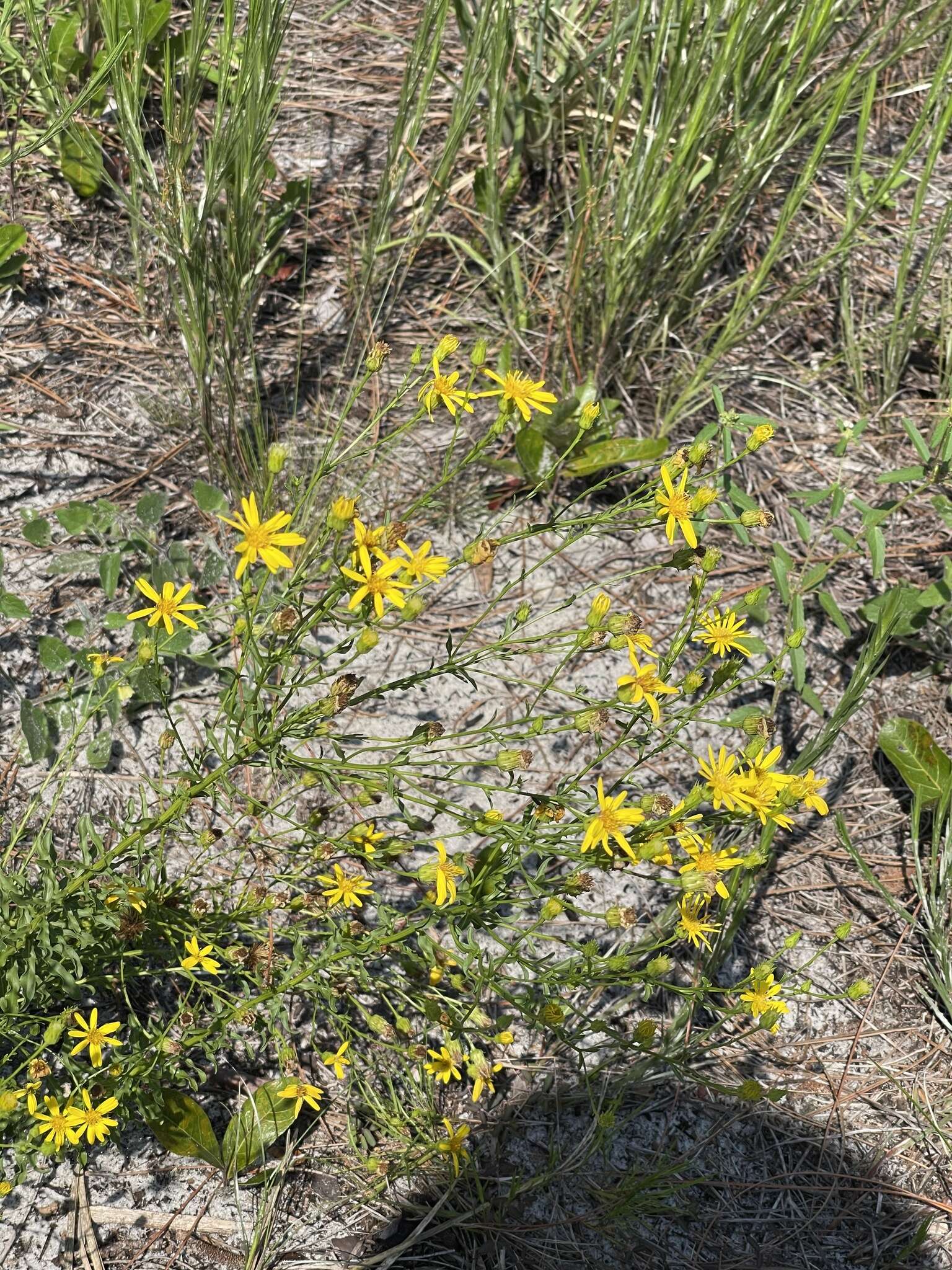 صورة Chrysopsis linearifolia var. dressii (Semple) D. B. Ward