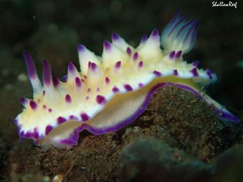 Image of Purple tipped multi-pustuled slug