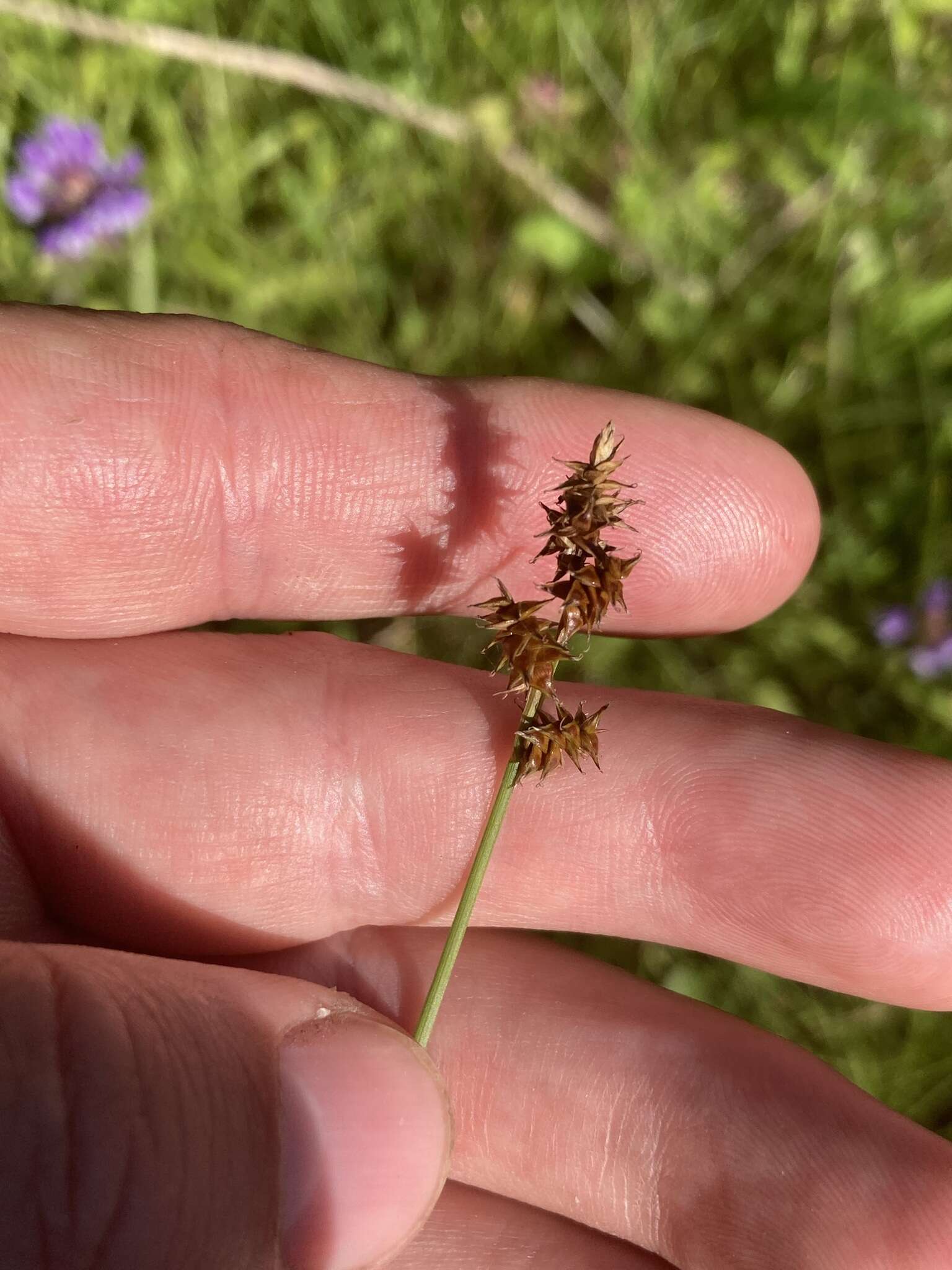 Plancia ëd Carex sterilis Willd.