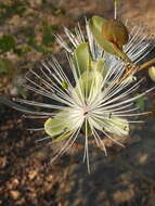 Capparis zeylanica L. resmi