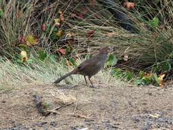 صورة Dasyornis broadbenti caryochrous Schodde, Mason & IJ 1999