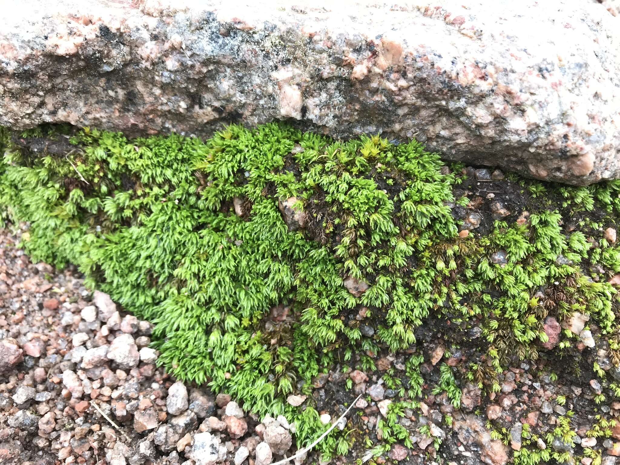 Image of oligotrichum moss