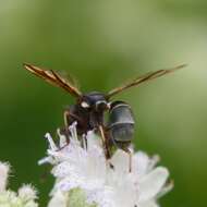 Image of Physocephala furcillata (Williston 1882)