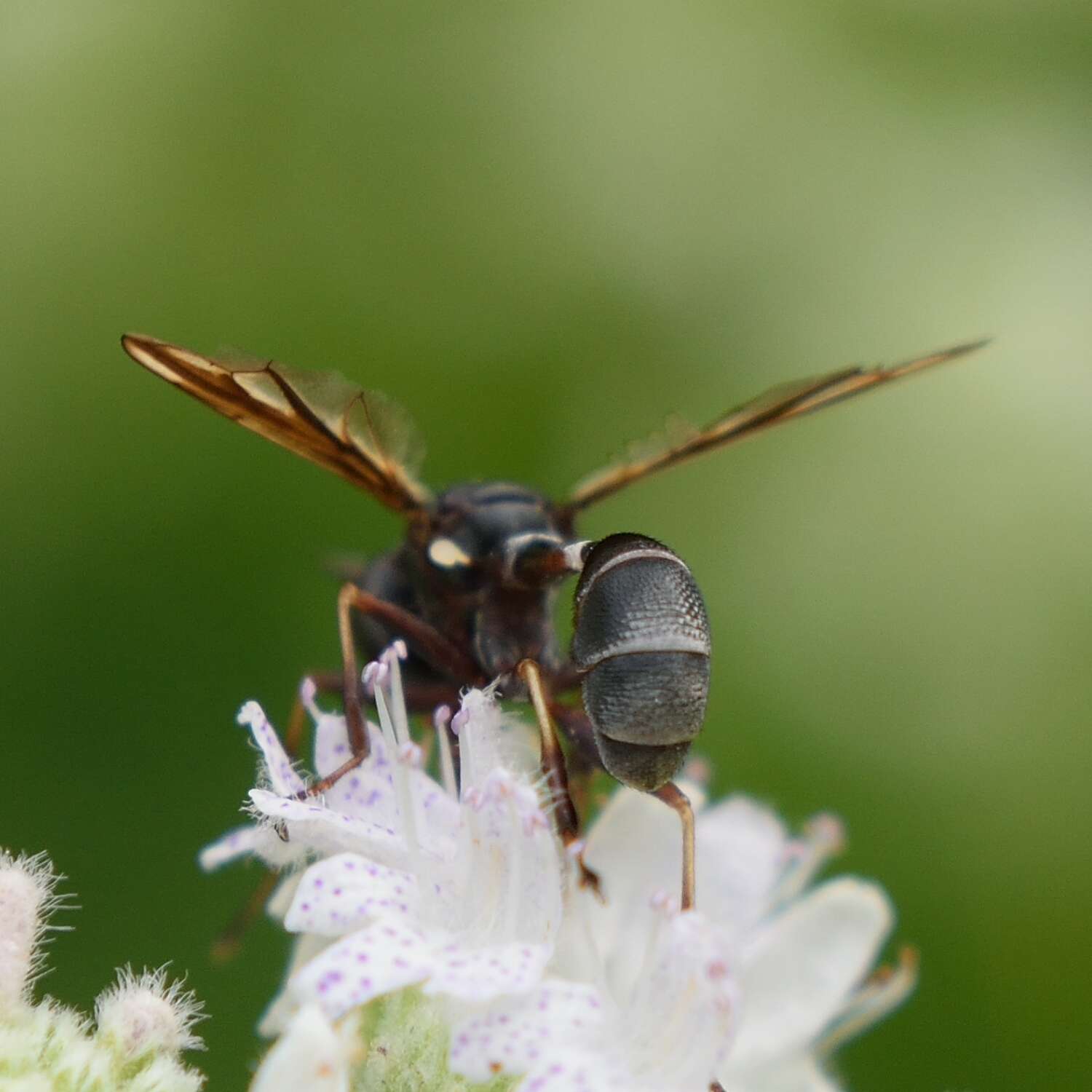 Image of Physocephala furcillata (Williston 1882)