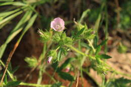 Image de Mauve hérissée