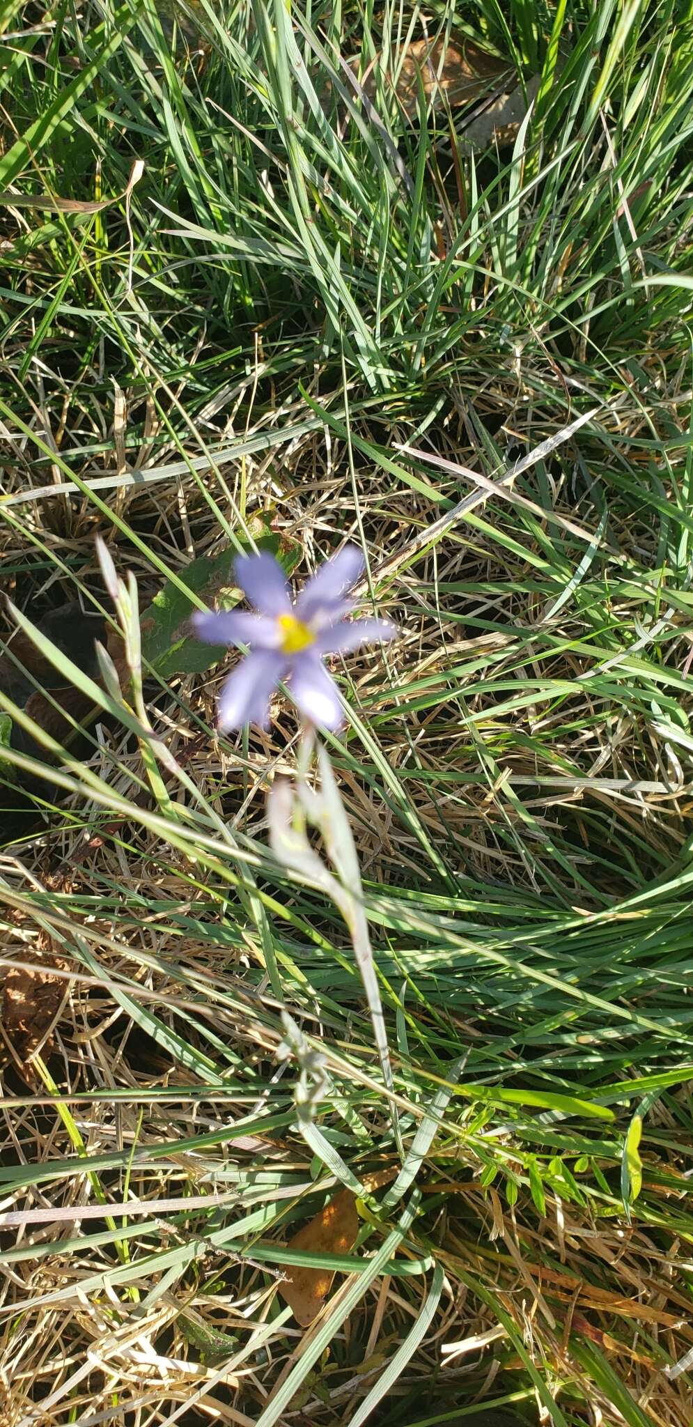 Image of eastern blue-eyed grass