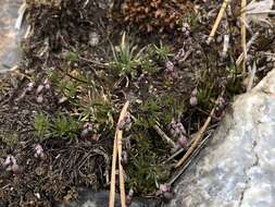 Image of Morison's spurry