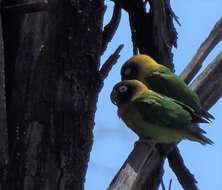 Image of Fischer's Lovebird