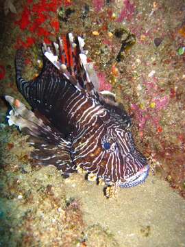 Pterois miles (Bennett 1828) resmi