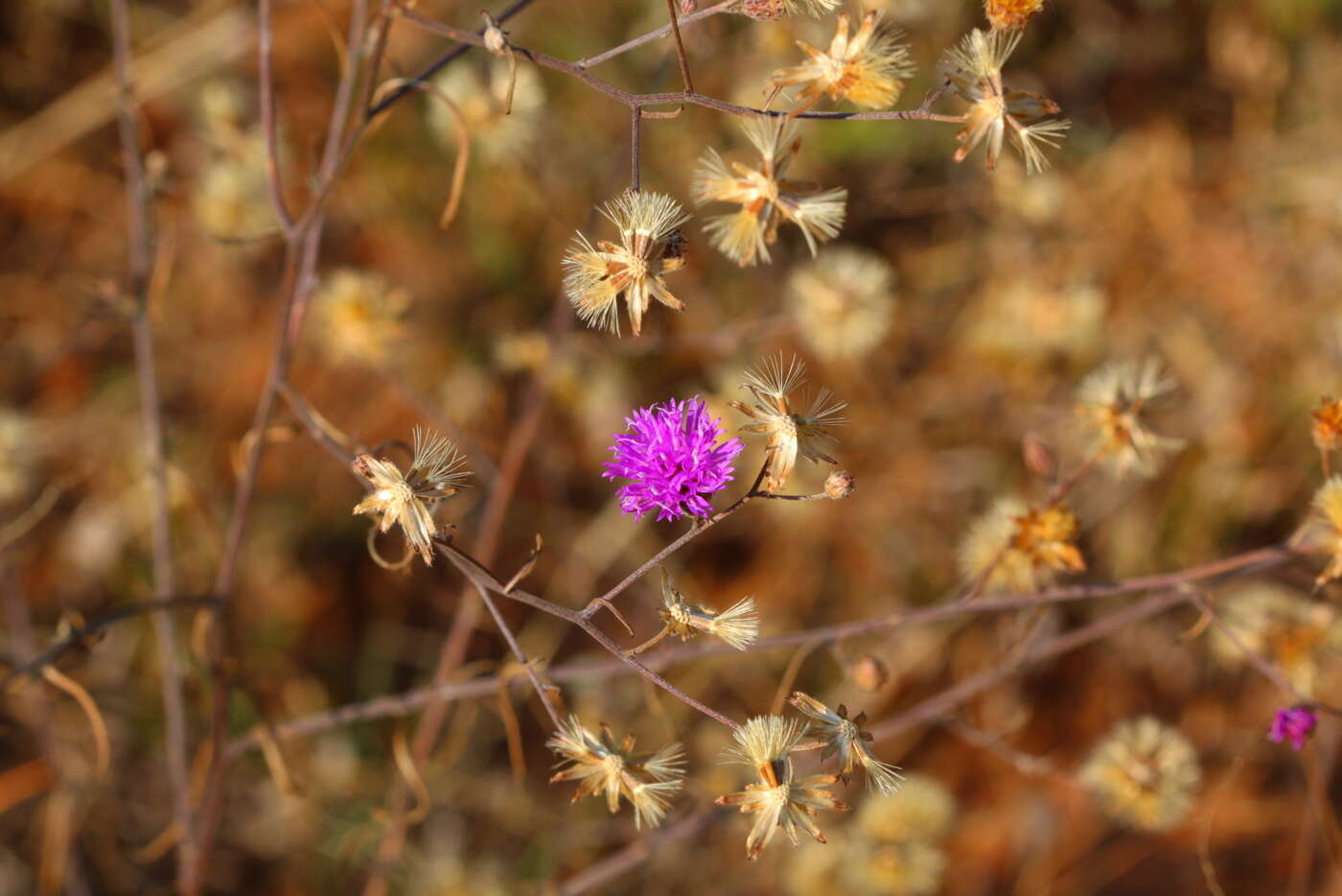 Imagem de Polydora angustifolia (Steetz) H. Robinson