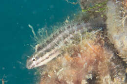 Image of Variable Blenny