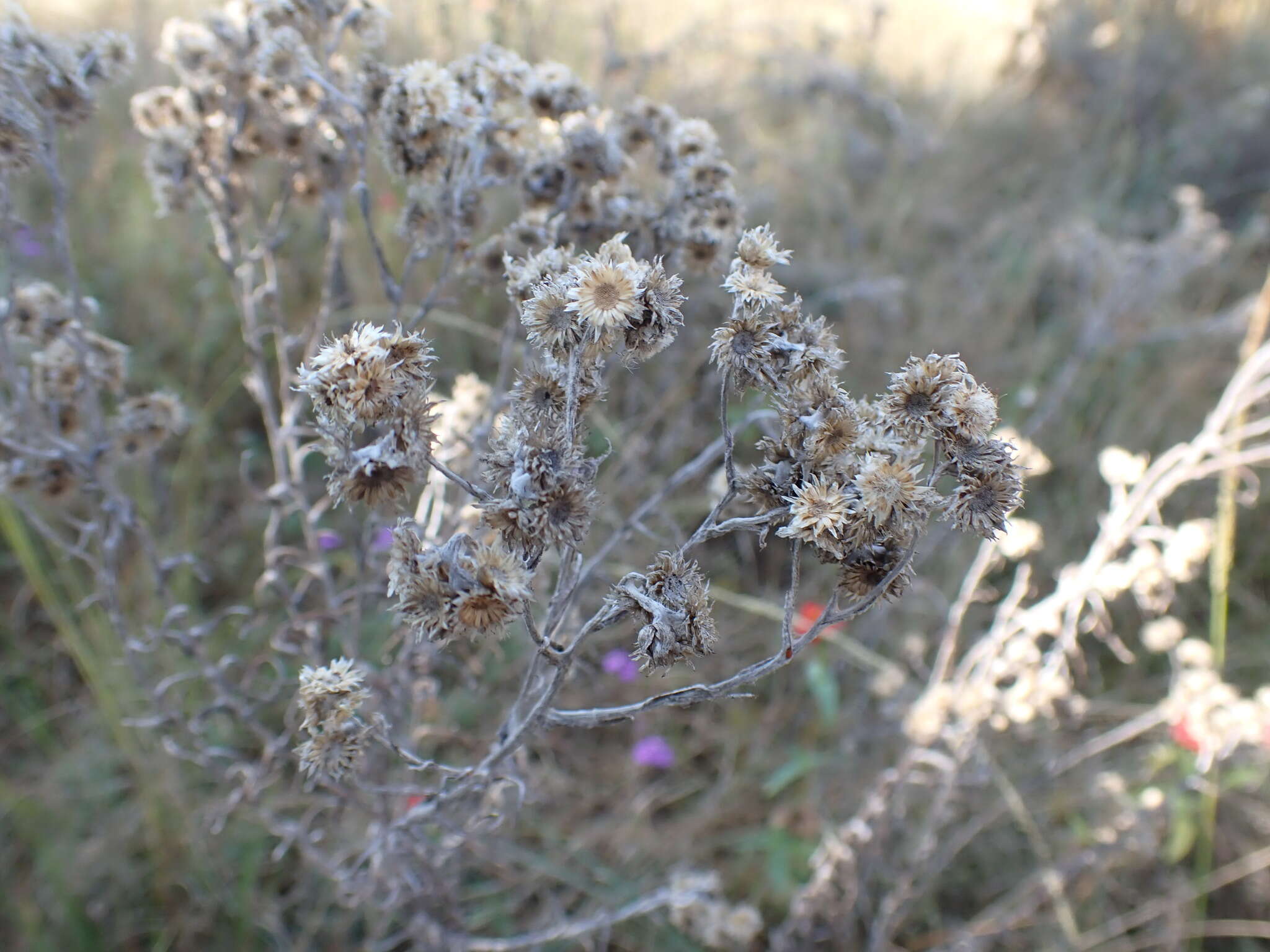 Слика од Pseudognaphalium oligandrum (DC.) O. M. Hilliard & B. L. Burtt