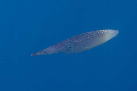 Image of bigfin reef squid