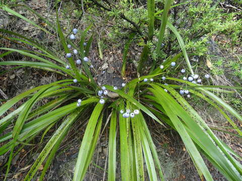 Image of Dianella nigra Colenso