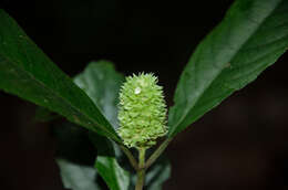 Image of Achyrospermum oblongifolium Baker