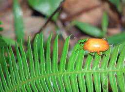 Image de <i>Podontia lutea</i>