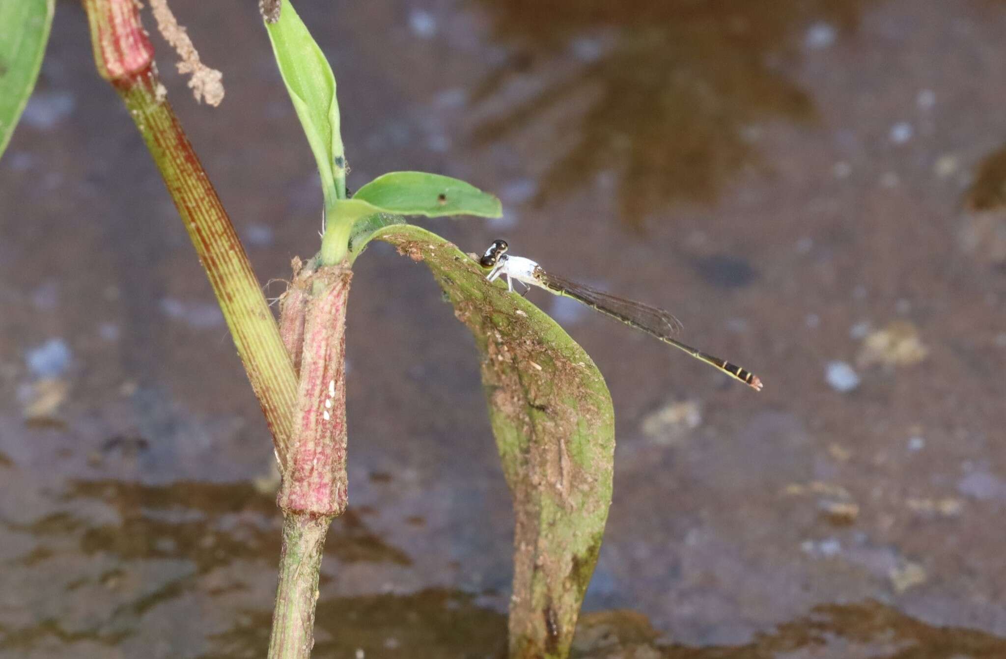 Image of Agriocnemis femina (Brauer 1868)