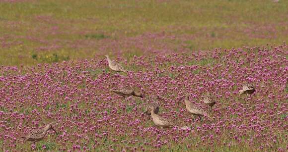 Image of Long-billed Curlew