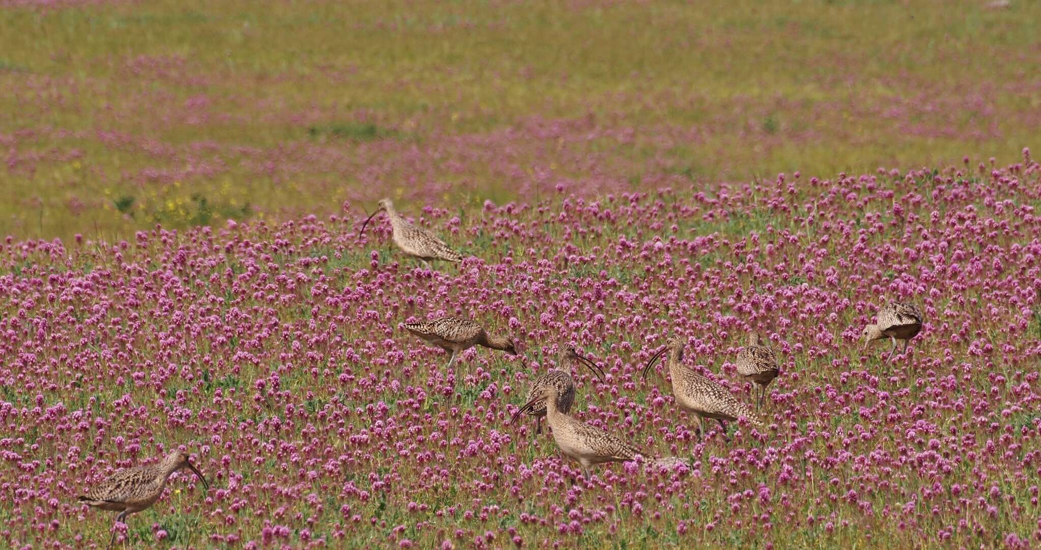 Image of Long-billed Curlew