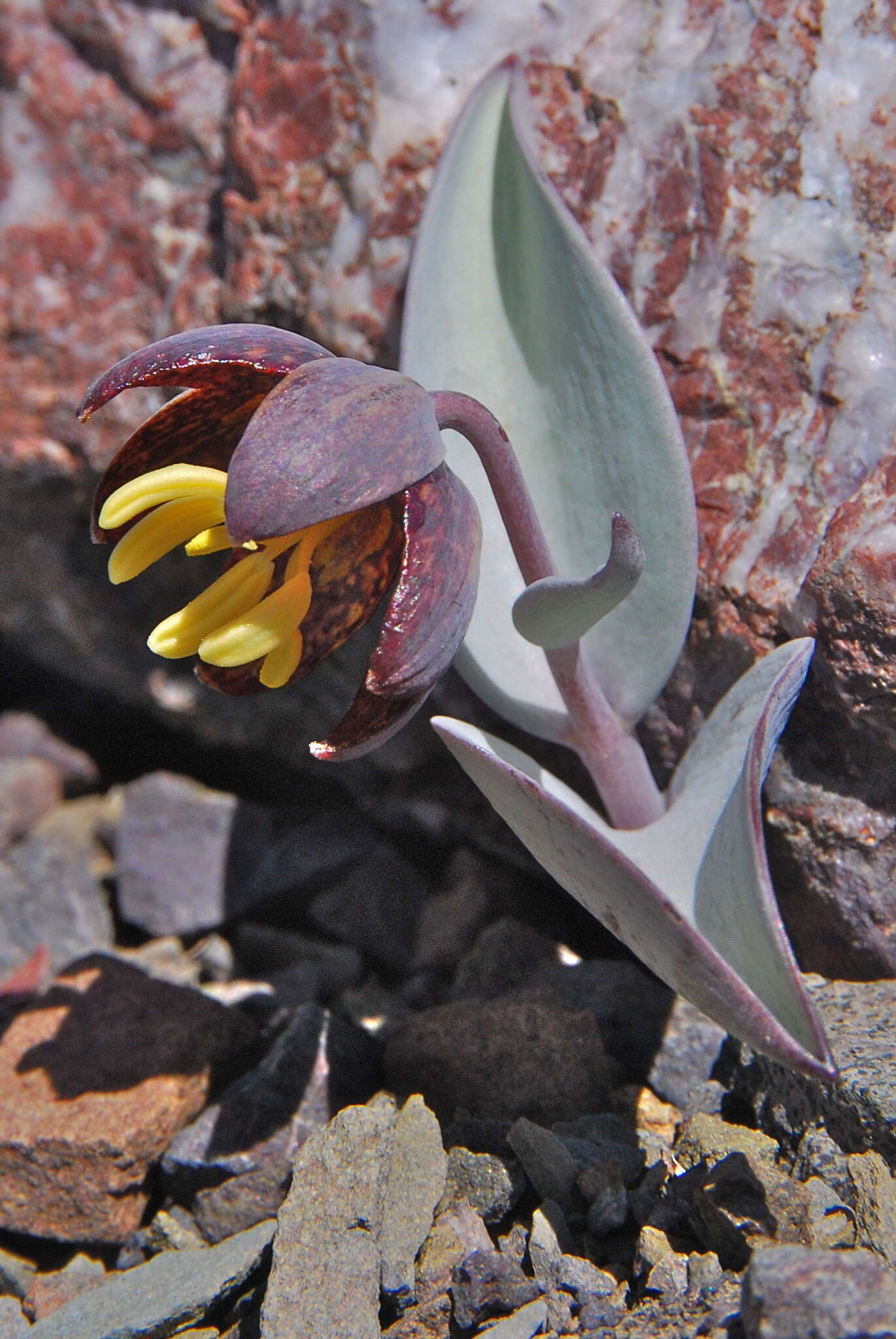 Image of Siskiyou fritillary