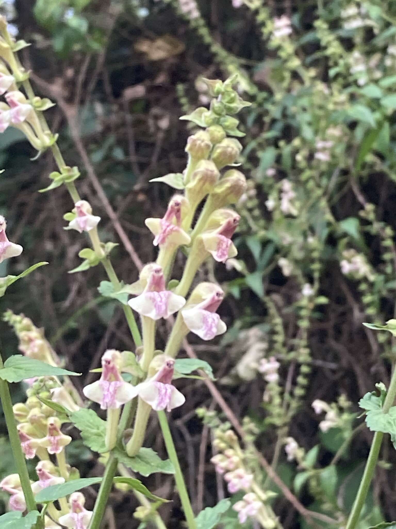 Sivun Scutellaria scandens D. Don kuva