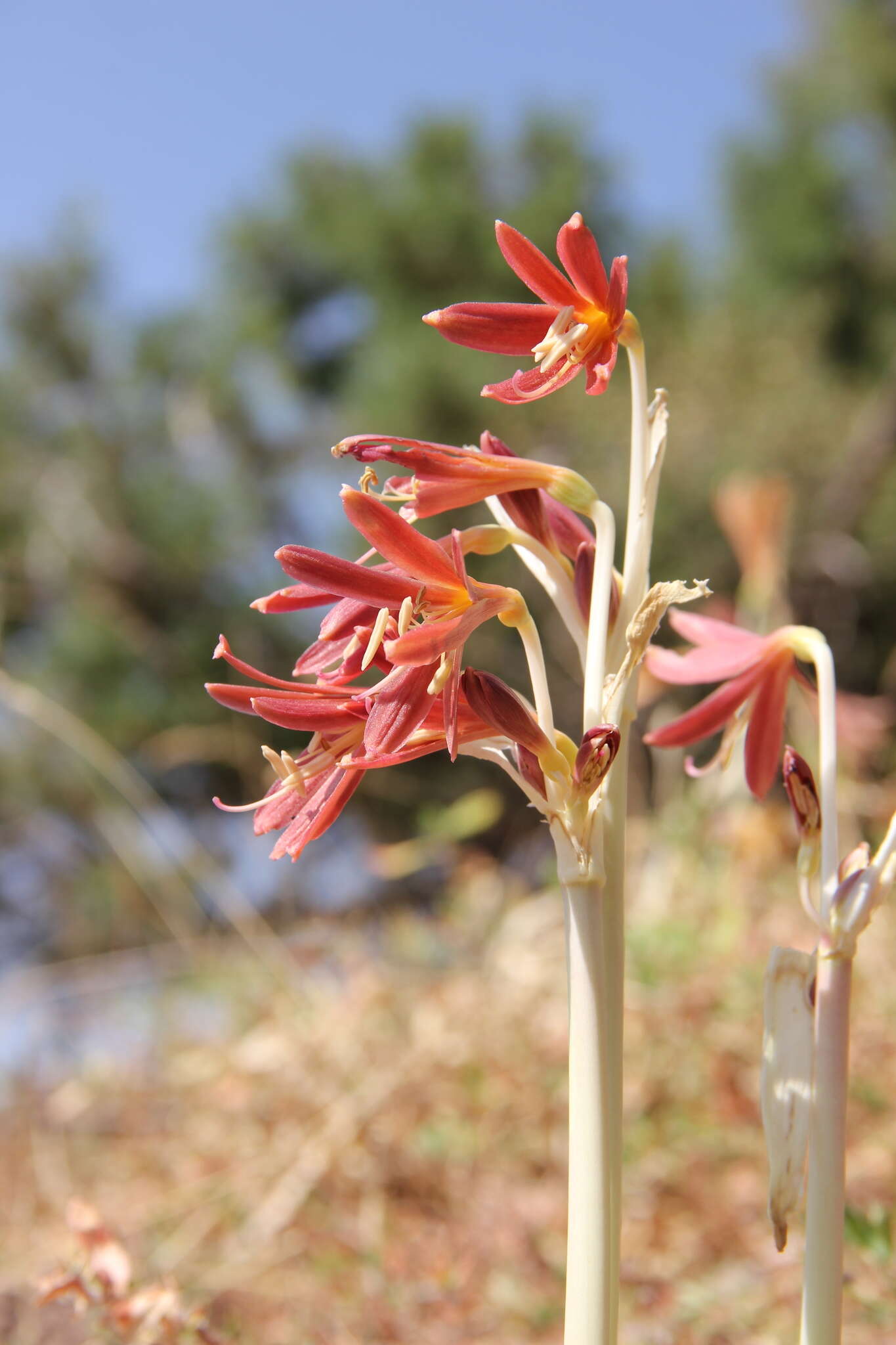 Image of Ungernia sewerzowii (Regel) B. Fedtsch.