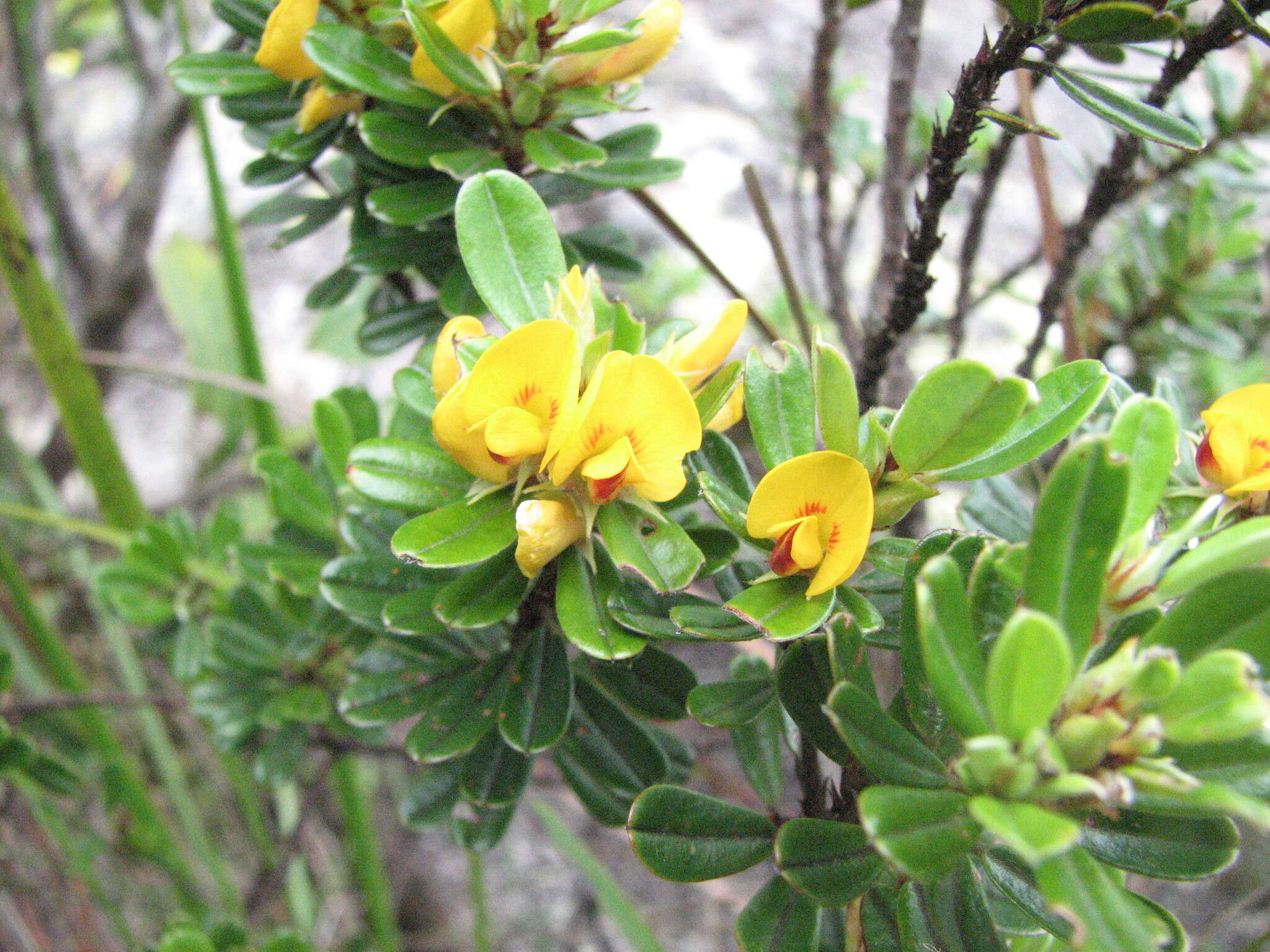 صورة <i>Pultenaea millarii</i>